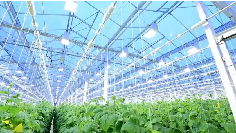 植物照明LED和led燈有何區(qū)別?